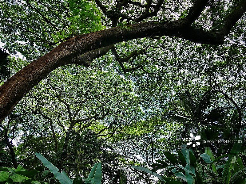 猴荚树，哈玛库亚海岸，夏威夷大岛图片素材