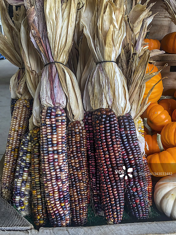 用五彩玉米装扮秋季户外图片素材