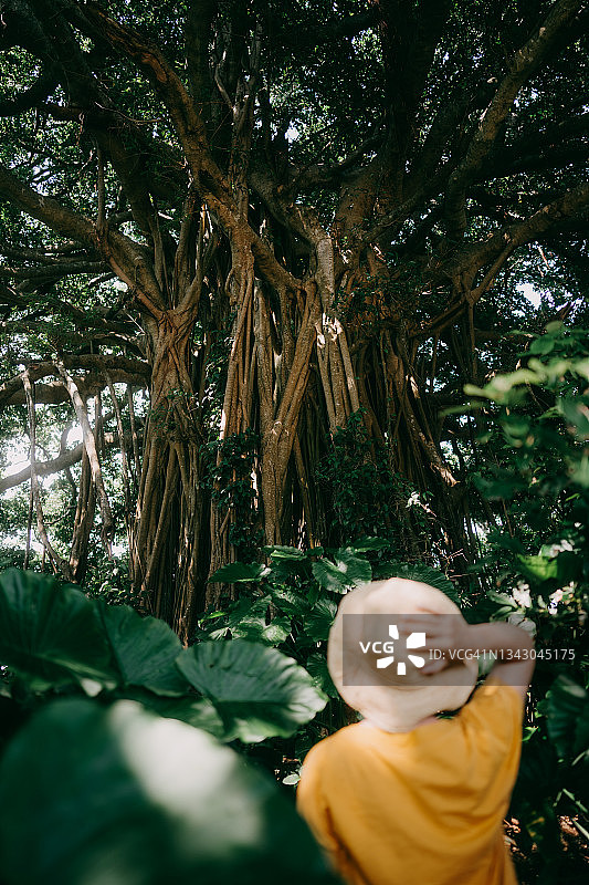 日本喜界岛丛林中的榕树与女人图片素材