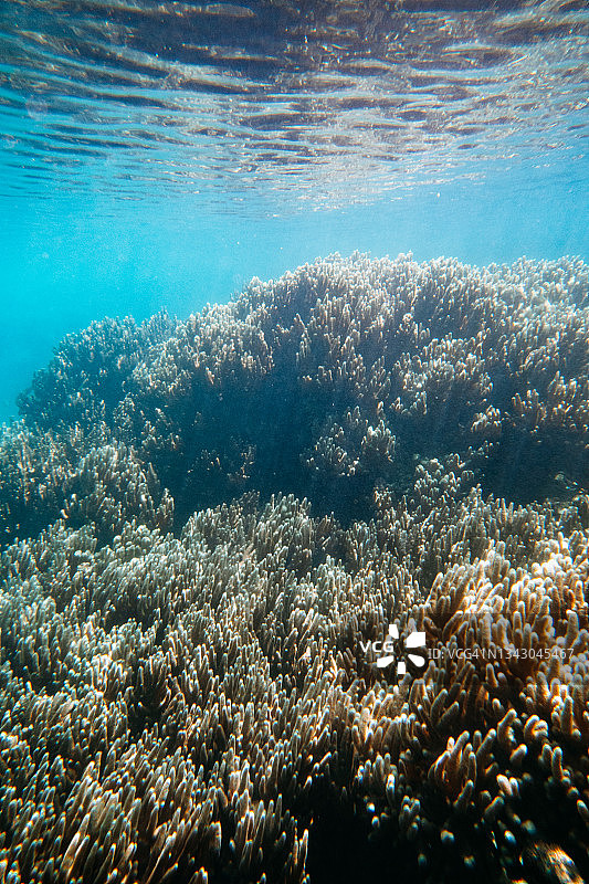 日本奄美群岛清澈的热带水域中的软珊瑚图片素材
