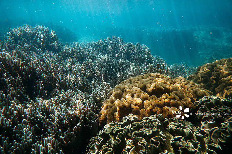 日本喜界岛清澈的热带水域中的硬珊瑚和软珊瑚图片素材