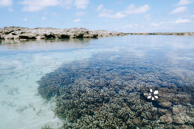 日本喜界岛清澈热带水域的柔和珊瑚图片素材