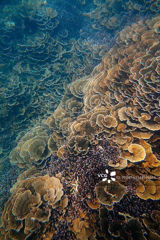 原始的珊瑚礁，日本奄美群岛喜界岛图片素材