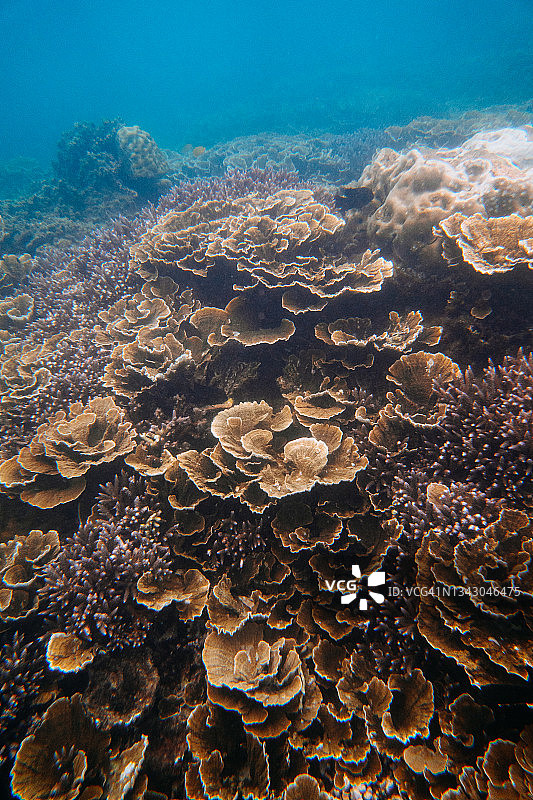 日本奄美群岛喜界岛的健康珊瑚礁图片素材