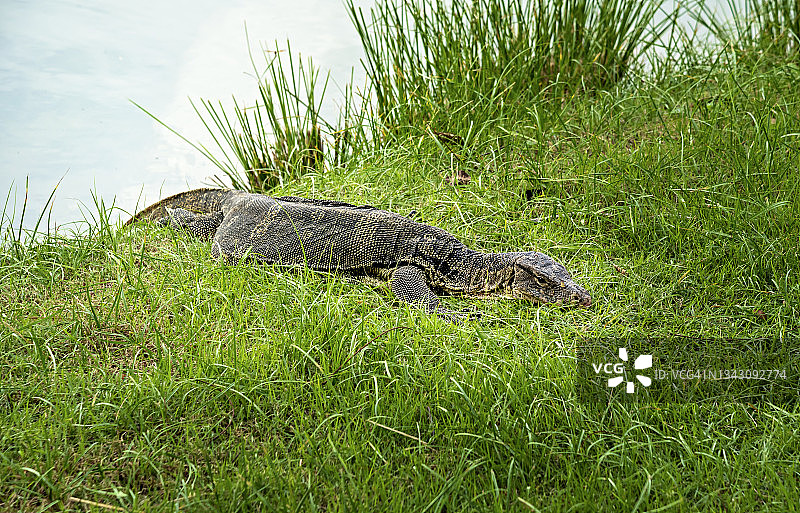 公园里的水巨蜥图片素材