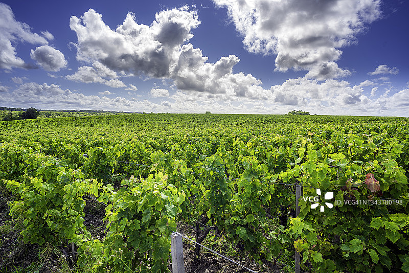 梅多克乡村的波亚克葡萄园图片素材