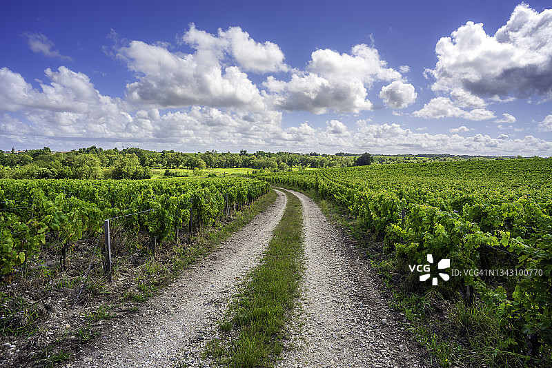 穿过波亚克葡萄园的小路图片素材