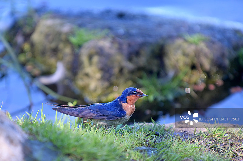 西澳大利亚珀斯市瓦内鲁湿地的燕子图片素材