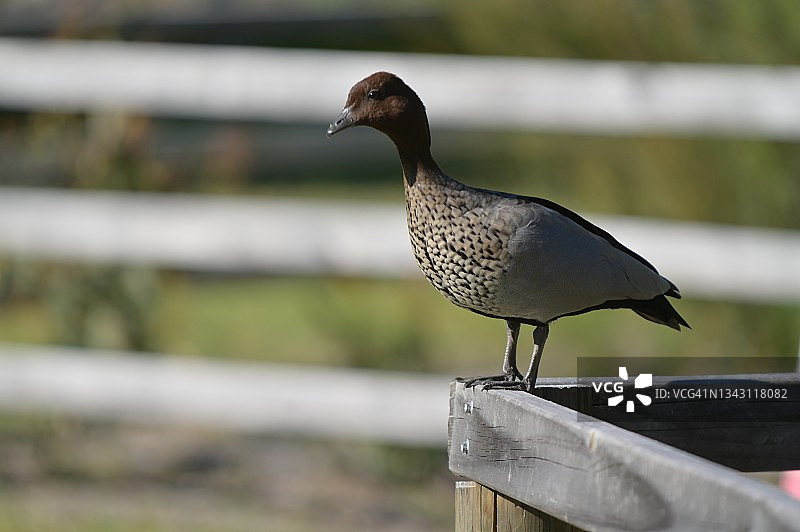 站在木栅栏上的澳洲木鸭图片素材
