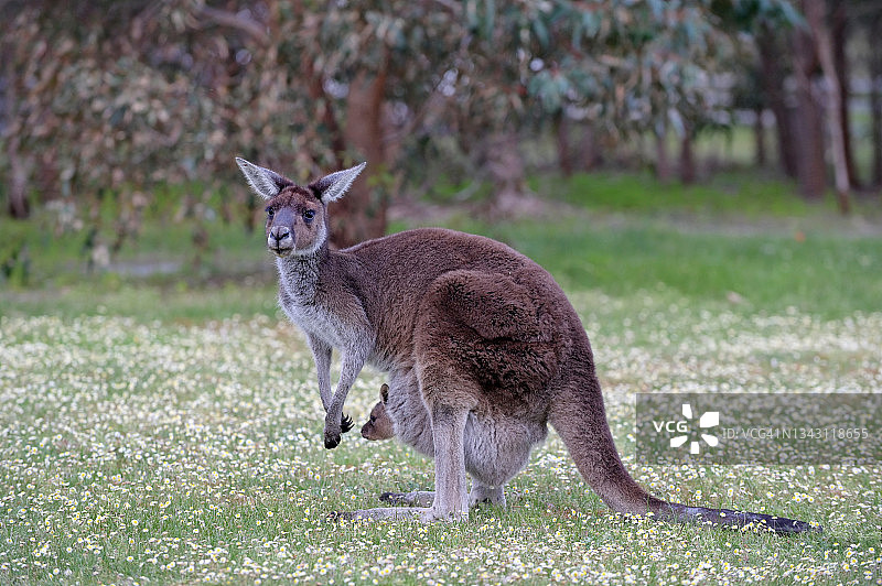 袋鼠妈妈携带幼崽图片素材