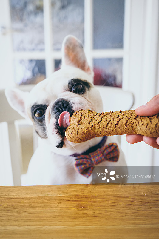 法斗的奶酪饼干零食图片素材