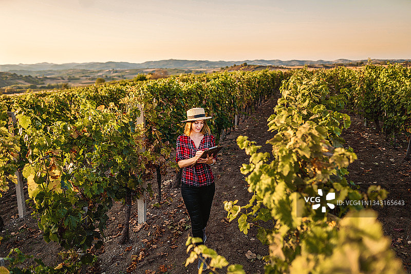 年轻女子在葡萄园进行质量控制图片素材