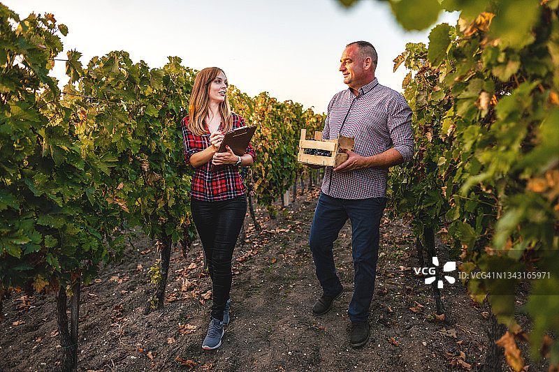 农民和质检工程师讨论葡萄图片素材