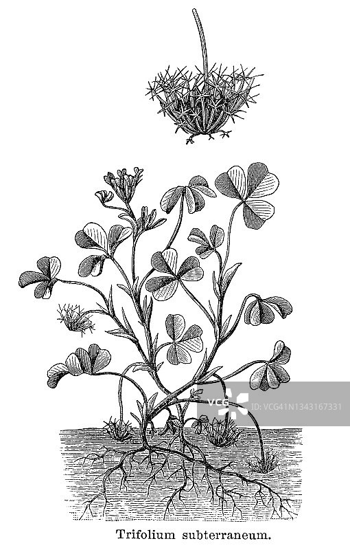 植物古版画：地下三叶草（Trifolium subterraneum）图片素材