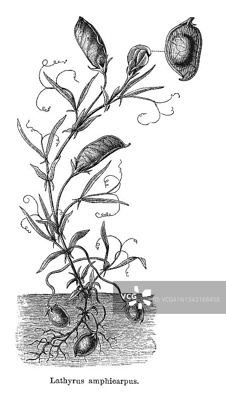 香豌豆古老雕刻植物学插图图片素材