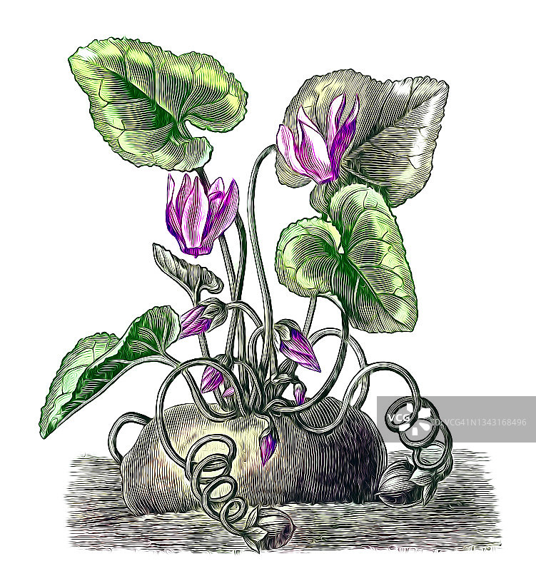 欧洲或紫色仙客来（Cyclamen purpurascens）的古老版画插图图片素材
