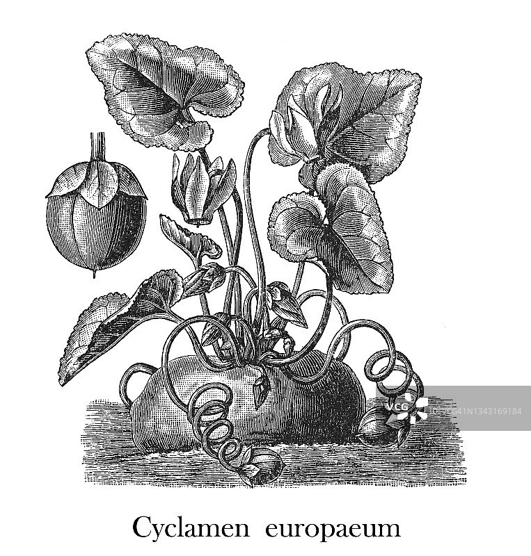 欧洲或紫色仙客来（Cyclamen purpurascens）的古老版画插图图片素材