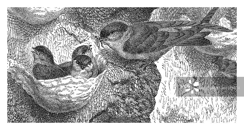 鸟类学旧石版画 - 金丝燕属图片素材