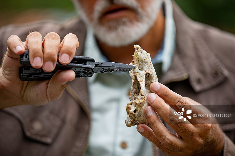 动物学爱好者检查动物头骨特写图片素材