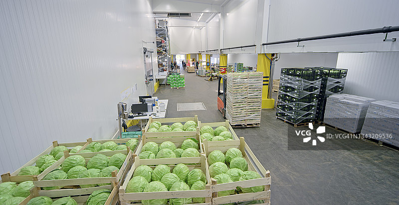 板条箱里的新鲜卷心菜图片素材