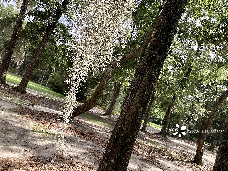 南方活橡树上悬挂的西班牙藓的特写图片素材