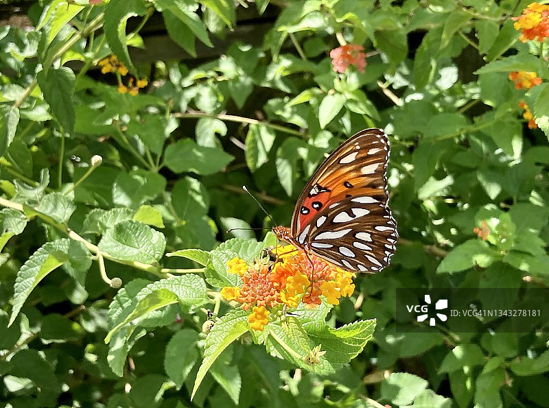 海湾贝母蝶与马缨丹花图片素材