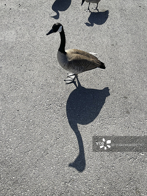 加拿大鹅图片素材