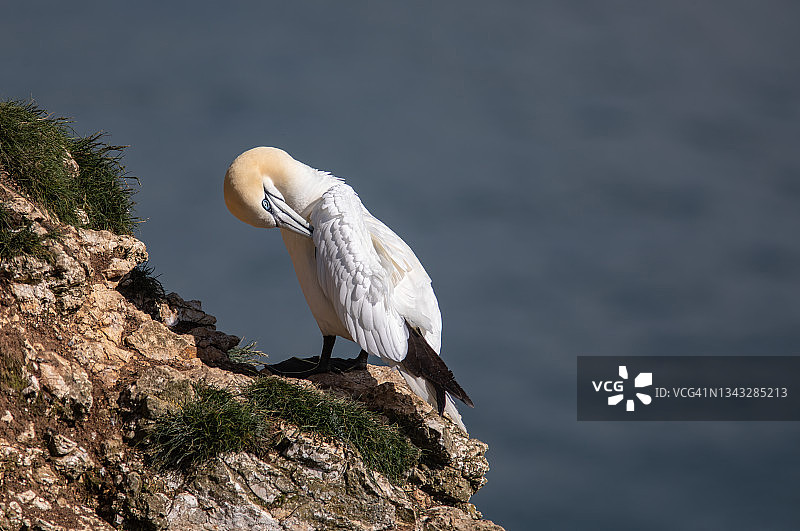 在英国约克郡海岸本普顿悬崖上梳理羽毛的北方塘鹅图片素材