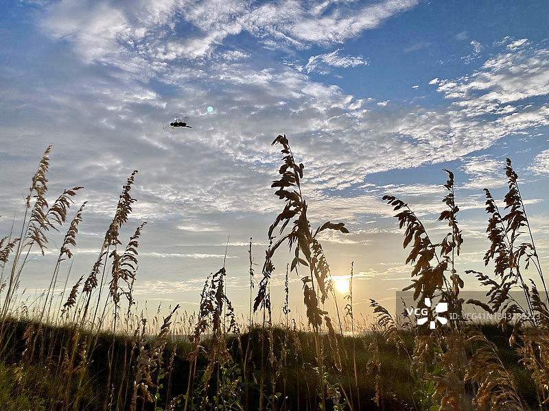 日出时蜻蜓和海草的轮廓图片素材