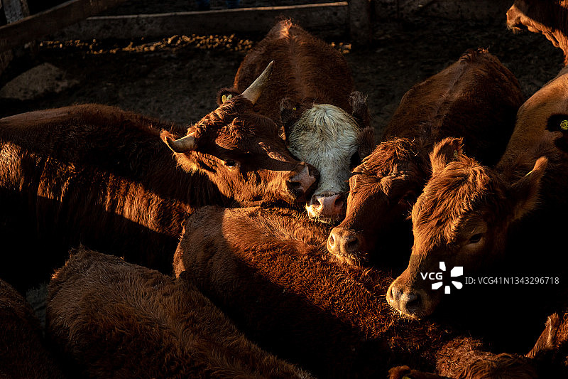 集市上的牛图片素材