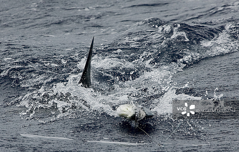 鲨鱼捕食鱼类图片素材