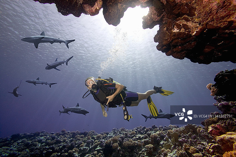 年轻女子与鲨鱼潜水图片素材