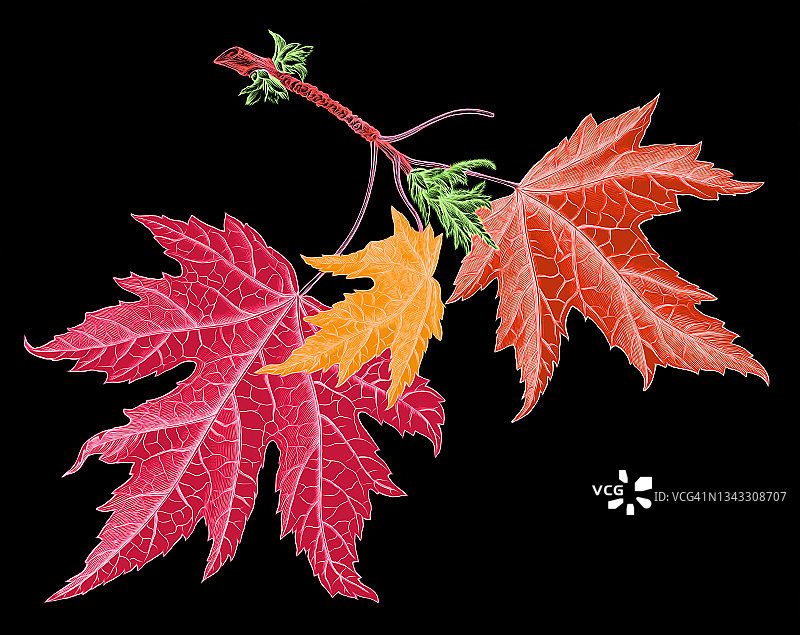 老式雕刻植物插图：银 Maple图片素材