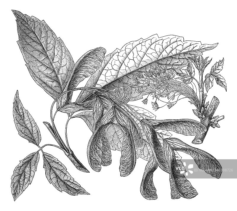 老式雕刻植物插图：白蜡槭图片素材