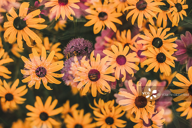 花园鲜花双重曝光图片素材