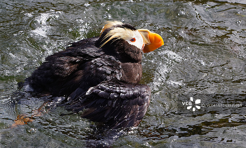 游泳的簇绒海鹦图片素材