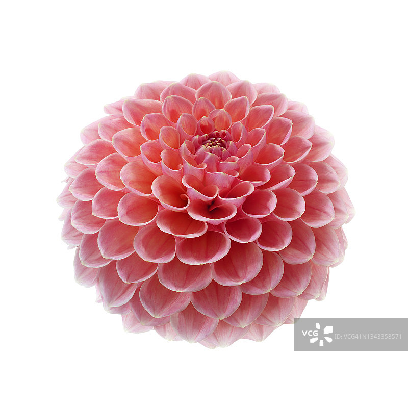 粉色大丽花特写图片素材