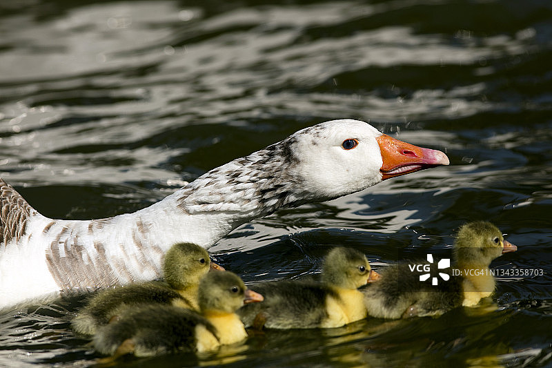 阿根廷布宜诺斯艾利斯巴勒莫湖中的鹅图片素材