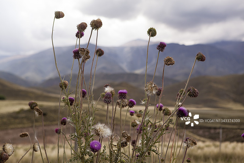 荒野景观图片素材
