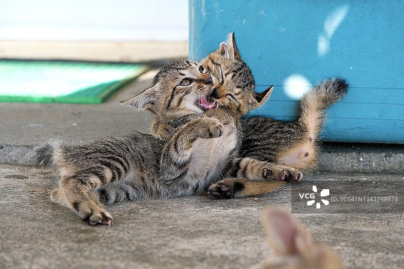 猫在玩耍图片素材