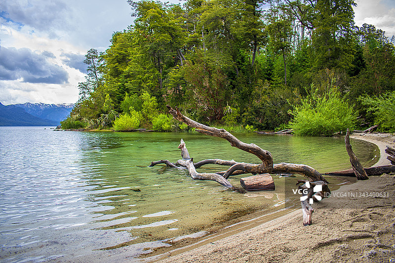 纳韦尔瓦皮湖畔的老树干，位于阿根廷巴塔哥尼亚的安戈斯图拉镇图片素材