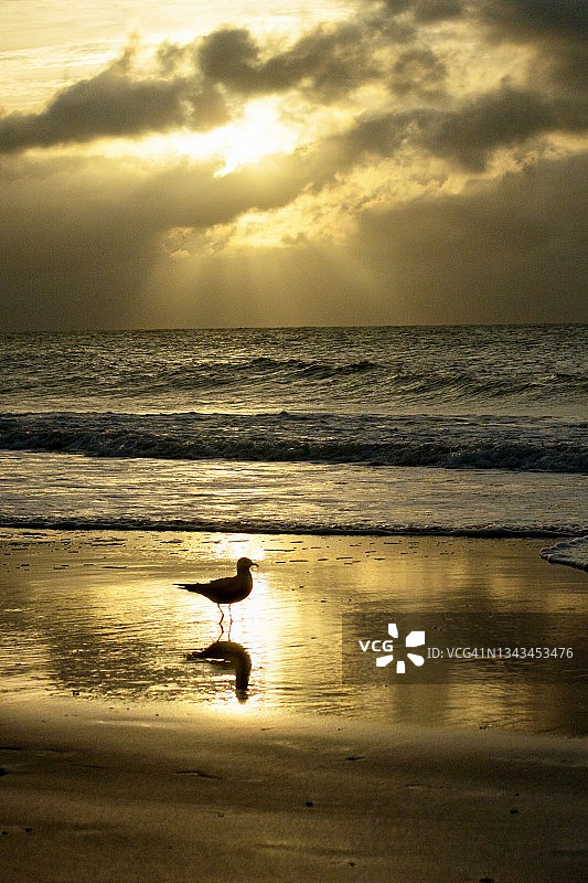 日出时水边轮廓的海鸥图片素材