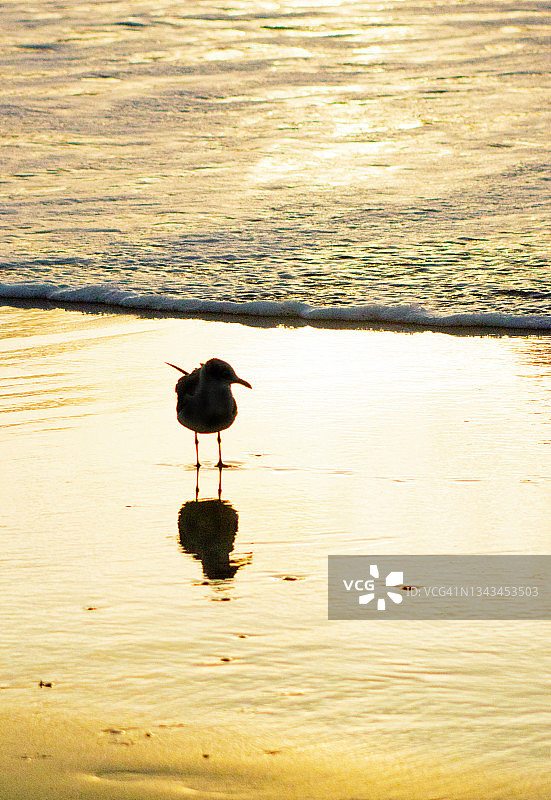 日出时剪影中的水边海鸟图片素材