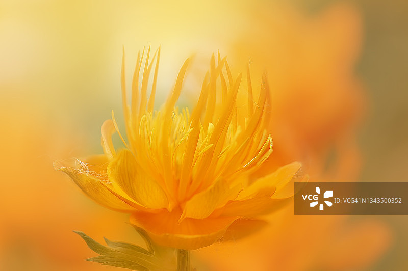 金莲花图片素材