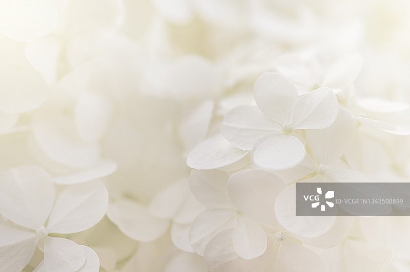 白色绣球花簇细节图片素材