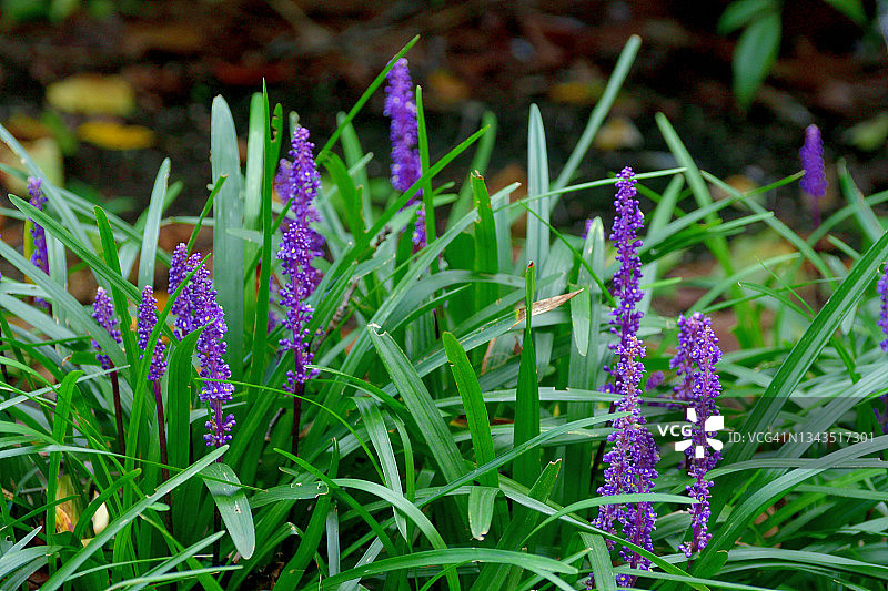 阔叶山麦冬花图片素材