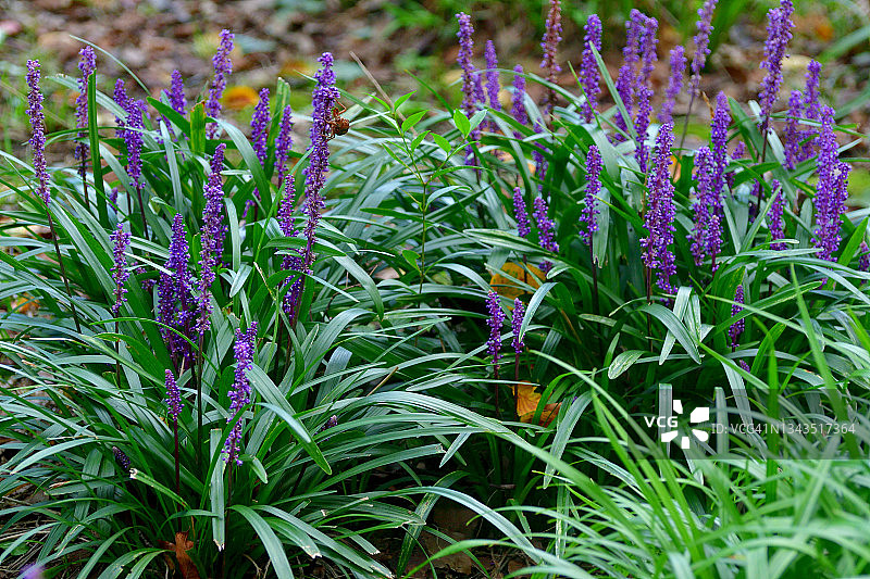 阔叶山麦冬花图片素材