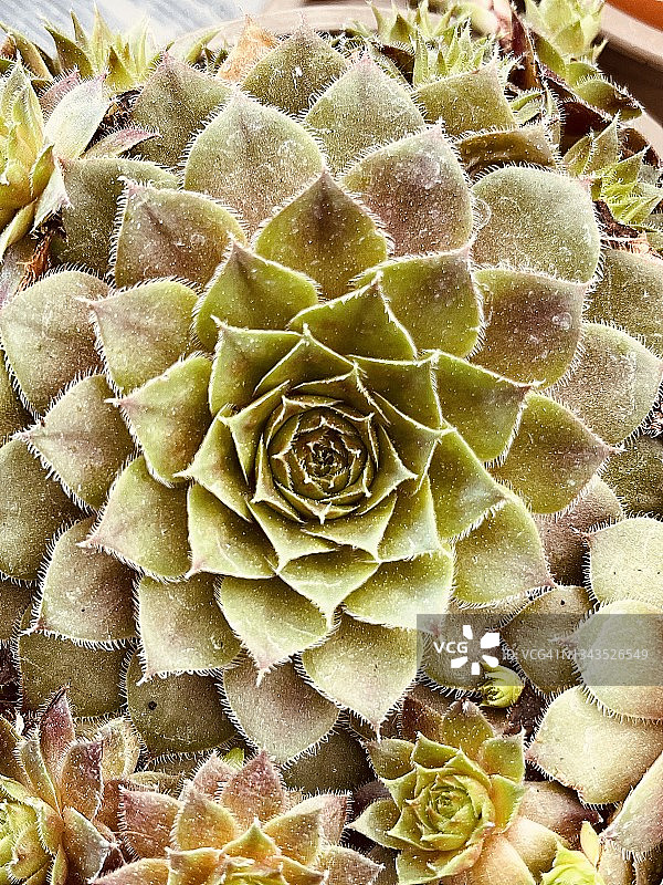 青铜色粉彩长生草图片素材