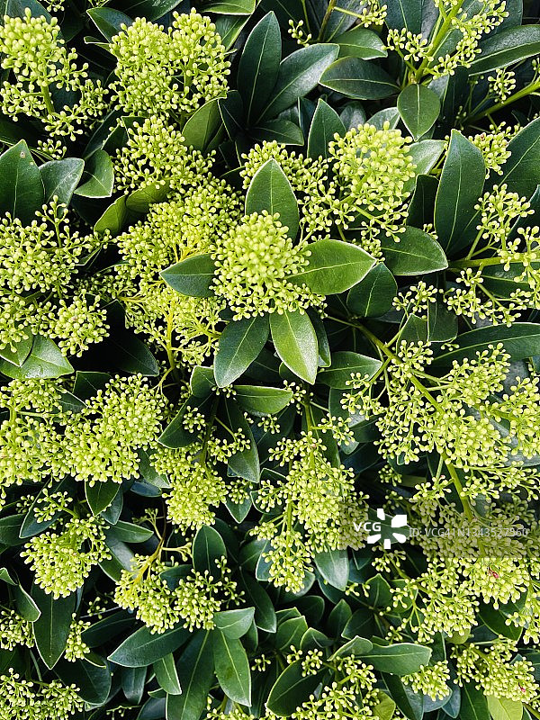 日本马醉木图片素材