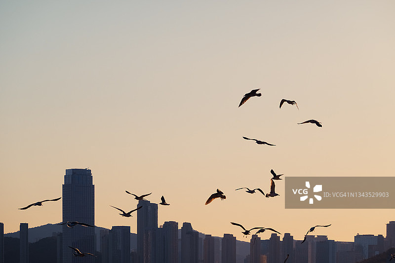 城市上空飞翔的海鸥群图片素材